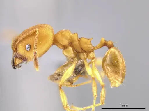 Pheidole diligens specimen USNMENT00688204 image usnment00688204_3