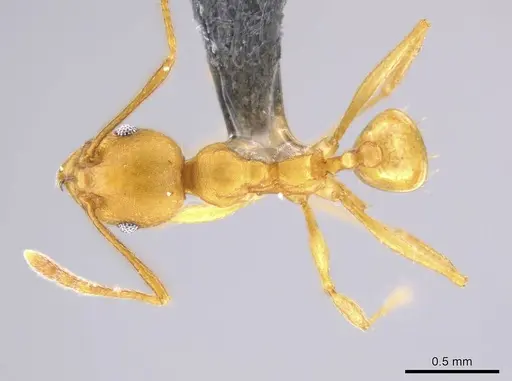 Pheidole diligens specimen USNMENT00692186 image usnment00692186_1