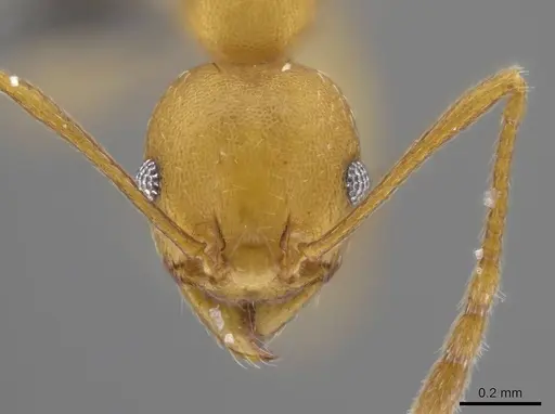 Pheidole diligens specimen USNMENT00692186 image usnment00692186_2