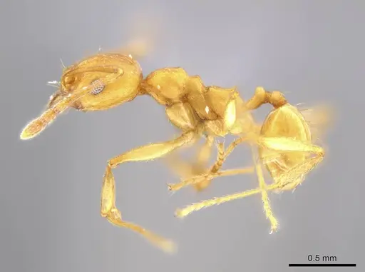 Pheidole diligens specimen USNMENT00692186 image usnment00692186_3