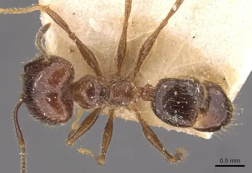 Pheidole dione specimen CASENT0908206 image casent0908206_1