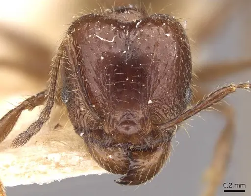 Pheidole dione specimen CASENT0908206 image casent0908206_2