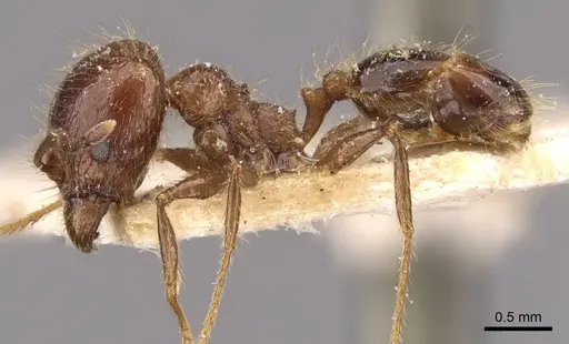 Pheidole dione specimen CASENT0908206 image casent0908206_3