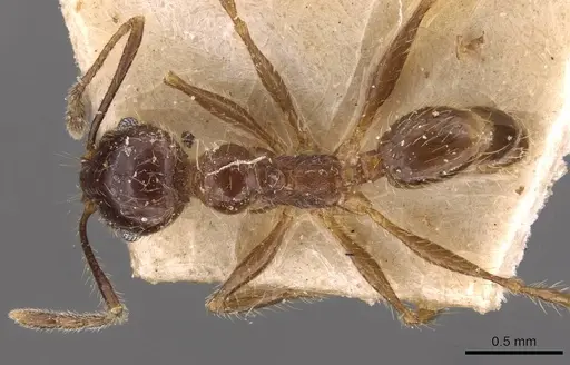 Pheidole dione specimen CASENT0908207 image casent0908207_1