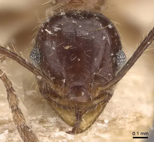 Pheidole dione specimen CASENT0908207 image casent0908207_2