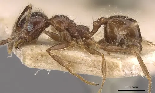 Pheidole dione specimen CASENT0908207 image casent0908207_3