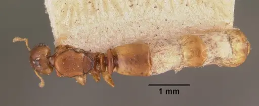 Pheidole dispar specimen CASENT0102457 image casent0102457_1