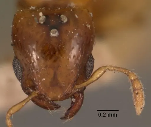 Pheidole dispar specimen CASENT0102457 image casent0102457_2