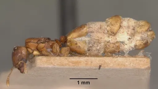 Pheidole dispar specimen CASENT0102457 image casent0102457_3