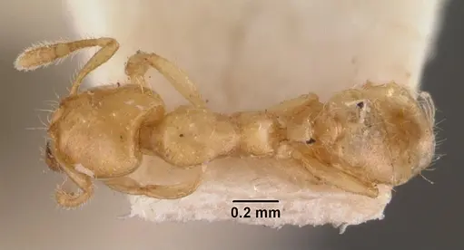 Pheidole dispar specimen CASENT0102458 image casent0102458_1