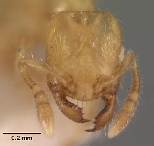 Pheidole dispar specimen CASENT0102458 image casent0102458_2
