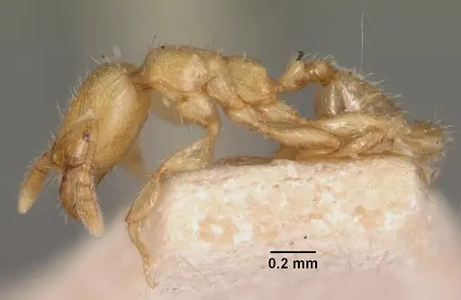 Pheidole dispar specimen CASENT0102458 image casent0102458_3