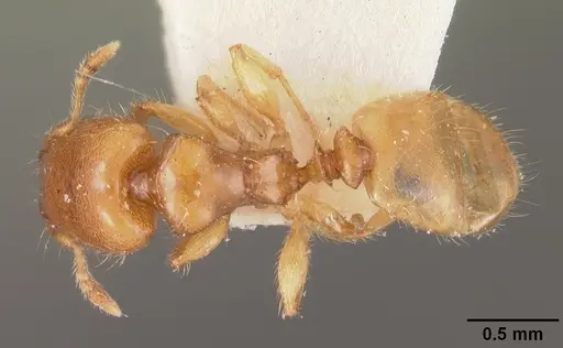 Pheidole dispar specimen CASENT0102459 image casent0102459_1