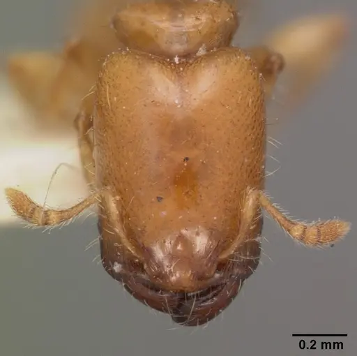 Pheidole dispar specimen CASENT0102459 image casent0102459_2