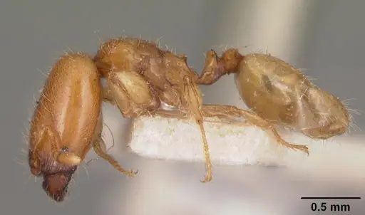 Pheidole dispar specimen CASENT0102459 image casent0102459_3