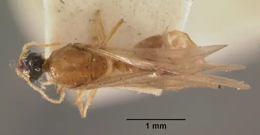 Pheidole dispar specimen CASENT0102460 image casent0102460_1