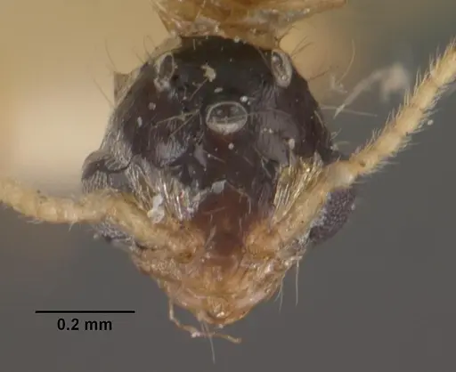 Pheidole dispar specimen CASENT0102460 image casent0102460_2