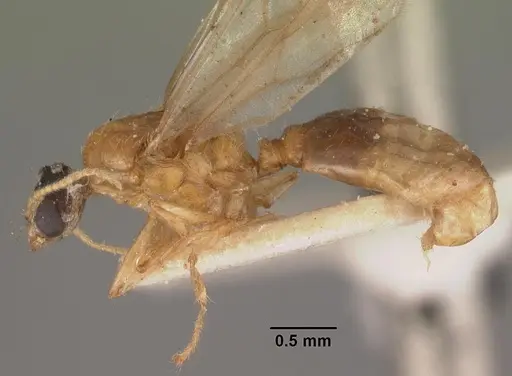 Pheidole dispar specimen CASENT0102460 image casent0102460_3