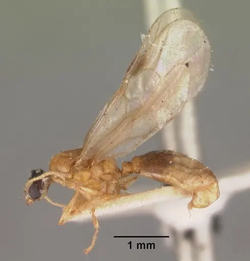 Pheidole dispar specimen CASENT0102460 image casent0102460_4
