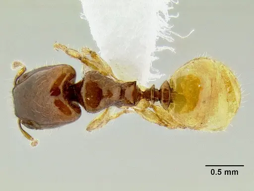 Pheidole dispar specimen CASENT0106247 image casent0106247_1