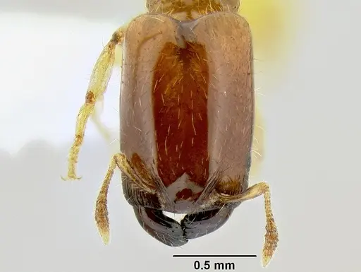 Pheidole dispar specimen CASENT0106247 image casent0106247_2