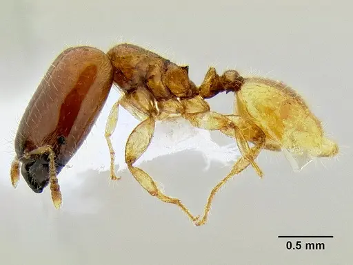 Pheidole dispar specimen CASENT0106247 image casent0106247_3