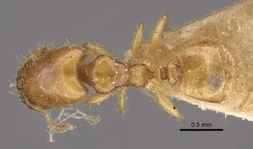 Pheidole dispar specimen CASENT0917761 image casent0917761_1
