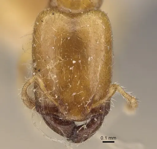Pheidole dispar specimen CASENT0917761 image casent0917761_2