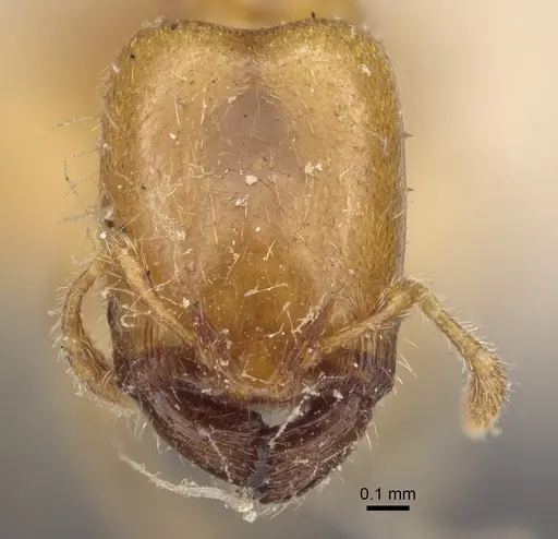 Pheidole dispar specimen CASENT0917761 image casent0917761_3