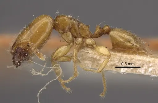 Pheidole dispar specimen CASENT0917761 image casent0917761_4