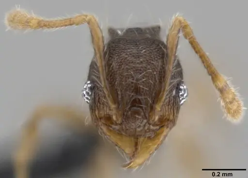 Pheidole distincta specimen CASENT0282595 image casent0282595_2