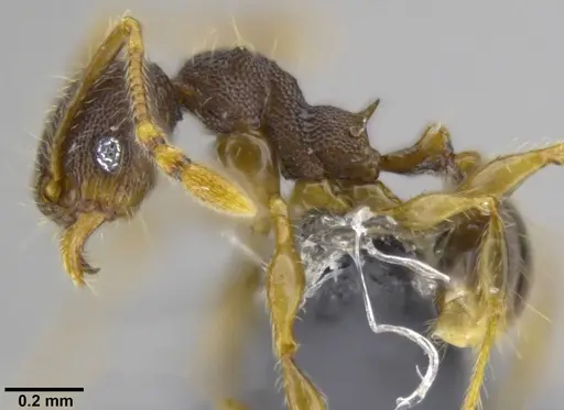 Pheidole distincta specimen CASENT0282595 image casent0282595_3