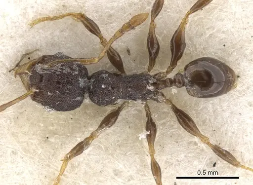 Pheidole distincta specimen CASENT0901535 image casent0901535_1