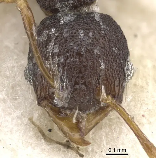 Pheidole distincta specimen CASENT0901535 image casent0901535_2