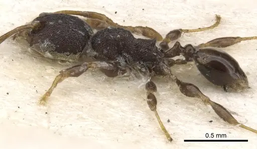 Pheidole distincta specimen CASENT0901535 image casent0901535_3