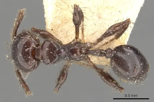 Pheidole distorta specimen CASENT0901583 image casent0901583_1