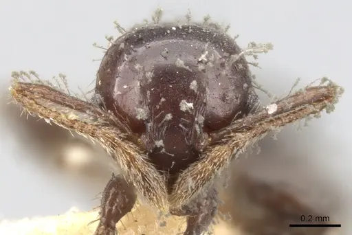 Pheidole distorta specimen CASENT0901583 image casent0901583_2