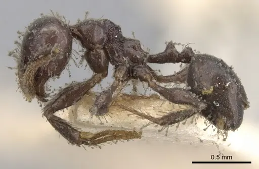 Pheidole distorta specimen CASENT0901583 image casent0901583_3