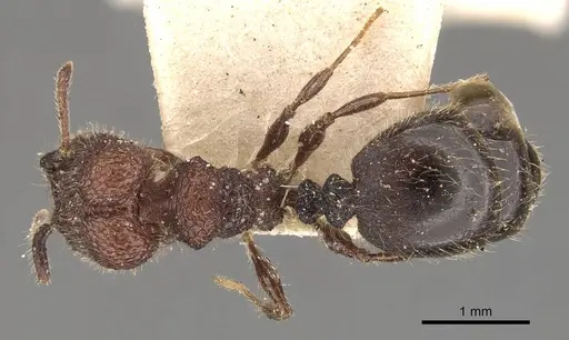 Pheidole distorta specimen CASENT0908309 image casent0908309_1