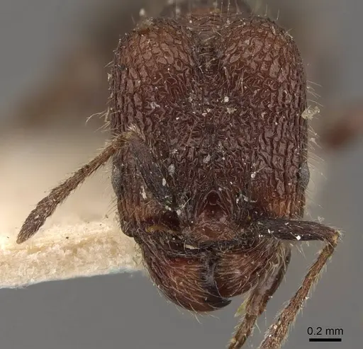 Pheidole distorta specimen CASENT0908309 image casent0908309_2