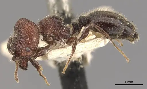 Pheidole distorta specimen CASENT0908309 image casent0908309_3
