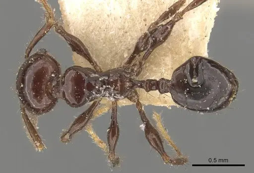 Pheidole distorta specimen CASENT0908310 image casent0908310_1