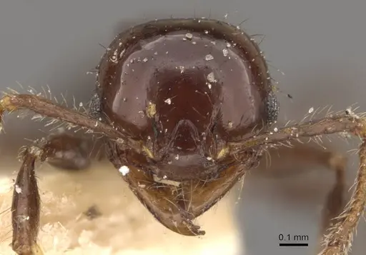 Pheidole distorta specimen CASENT0908310 image casent0908310_2