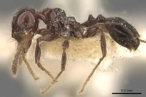 Pheidole distorta specimen CASENT0908310 image casent0908310_3