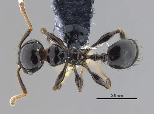 Pheidole distorta specimen CBUMAGENT42032 image cbumagent42032_1
