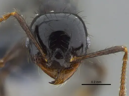 Pheidole distorta specimen CBUMAGENT42032 image cbumagent42032_2