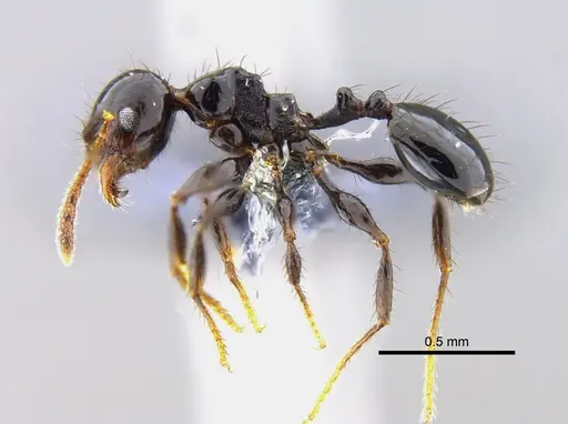 Pheidole distorta specimen CBUMAGENT42032 image cbumagent42032_3