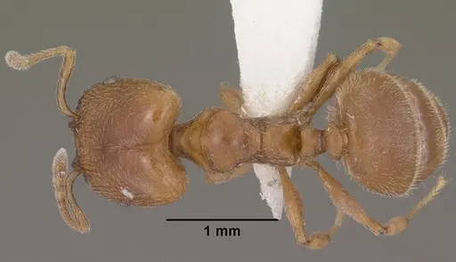 Pheidole diversipilosa specimen CASENT0102874 image casent0102874_1