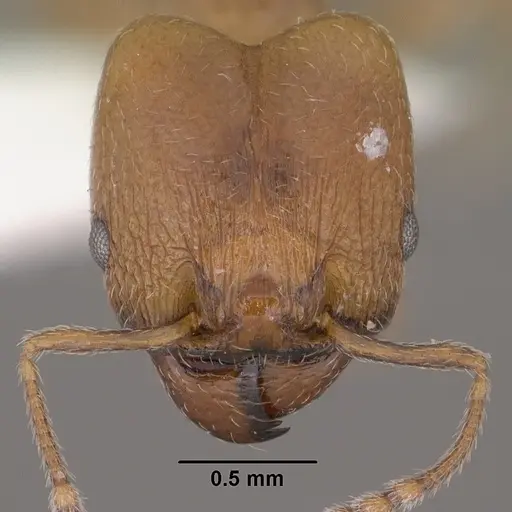 Pheidole diversipilosa specimen CASENT0102874 image casent0102874_2