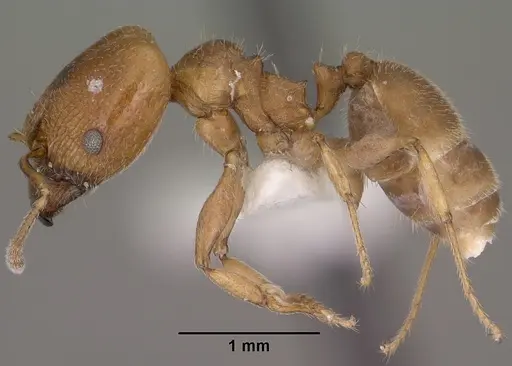 Pheidole diversipilosa specimen CASENT0102874 image casent0102874_3